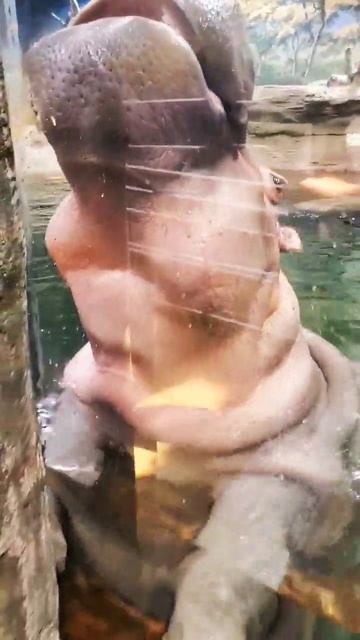 #hippo #short #shortvideo #shorts #funnyshorts смотреть онлайн