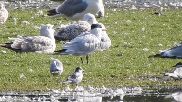 Rybitwa wielkodzioba hydroprogne caspia смотреть онлайн