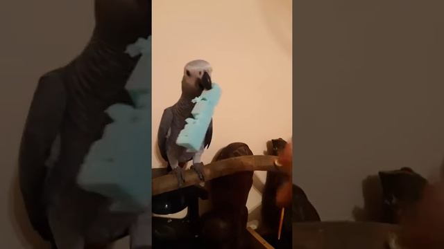 Джаки чопли смотреть онлайн