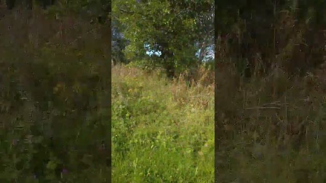 Вспоминая лето. Лето, рыбалка, лосиные вши😬 смотреть онлайн