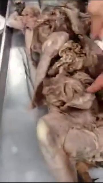 Cat organ 2 смотреть онлайн