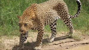 Звук рыка леопарда/ Звуки дальневосточного леопарда