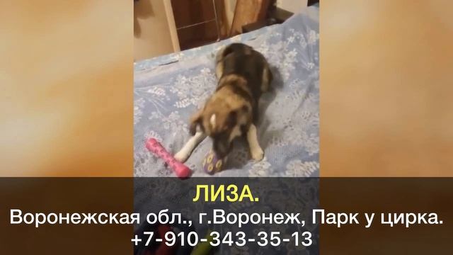 Пропала собака! ЛИЗА. Воронежская область, г.Воронеж. смотреть онлайн