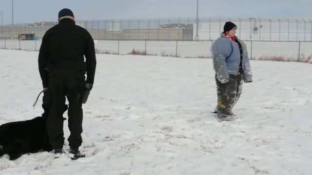 Amazing Race Canada - Mallory and Brandon. Bran doing a standoff with Police K9 смотреть онлайн