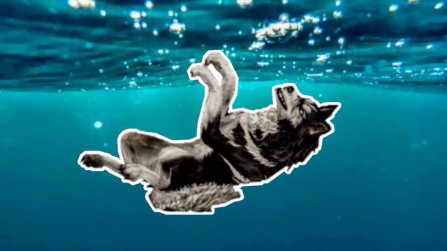 MV~ Дура { WildCraft } смотреть онлайн