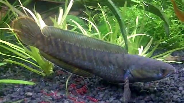 Channa gachua Bengal blue feeding смотреть онлайн