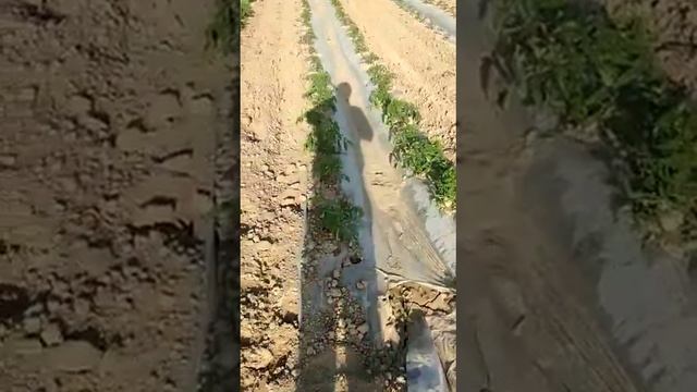 Биогумус берілген қызанақ пен биогумус берілмеген қызанақтың айырмашылығы!!! смотреть онлайн