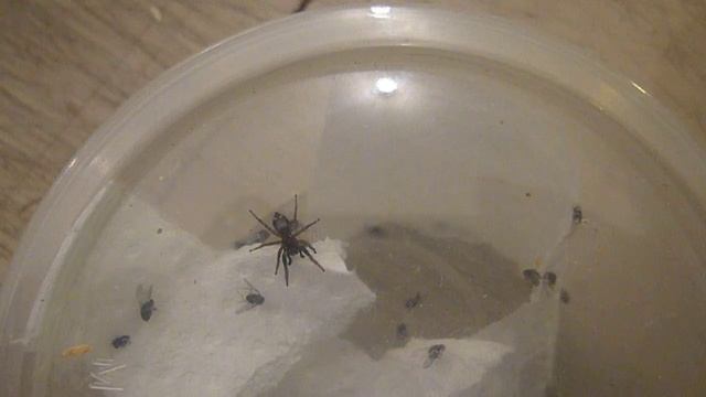 Heliophanus aurantus courtship behavior. смотреть онлайн