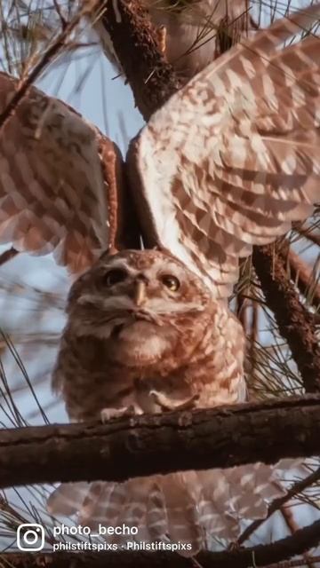 An owl is the wisest of all birds because the more it seas the less it talks #photography #shorts смотреть онлайн