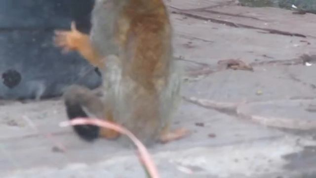 Monitos ardilla delgados y uno de ellos claudica, Zoo Aragón cdmx (06/02/18) смотреть онлайн