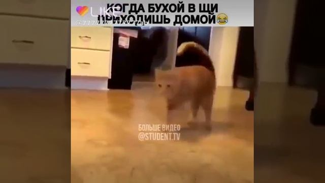 Когда бухой в щи приходишь домой смотреть онлайн