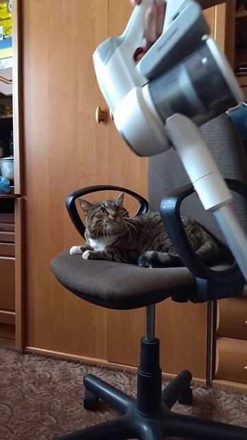 Наш кот Марсик боится пылесоса смотреть онлайн