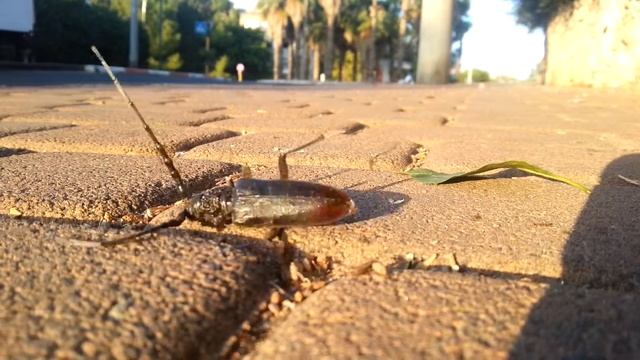 Муравей гигант ! смотреть онлайн