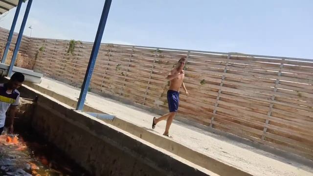 BALIQ BOQISH BIZNESI.      Carp, Koi, Asyotr Karlik, Beluga