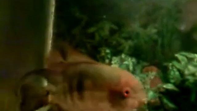 бражники смотреть онлайн