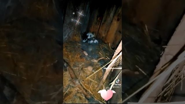 крольчата с кулачок гуляют по двору🌺 смотреть онлайн