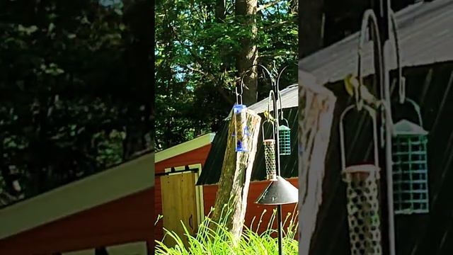 Утро с белками и бурундуками. смотреть онлайн