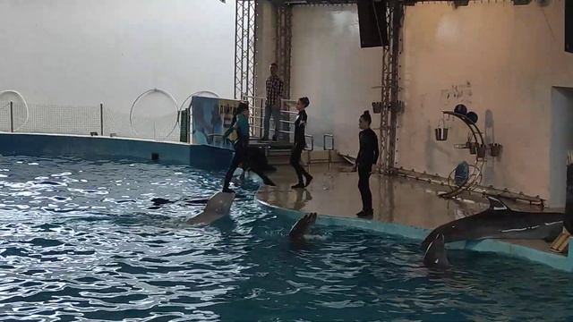 Дельфинарий в Анапе. смотреть онлайн