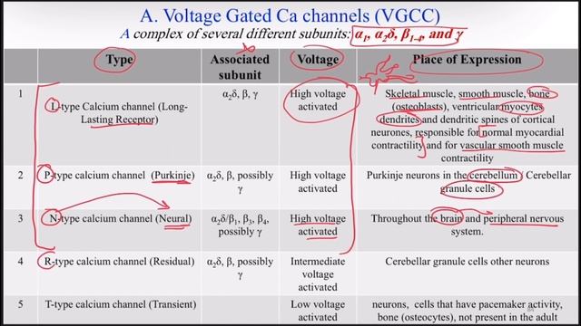 Ion channels(ca+2,k+,Na+) смотреть онлайн