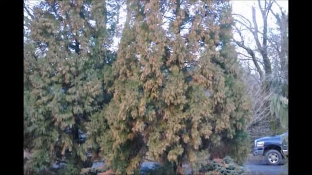 Growing Cryptomeria japonica 'Yoshino' at a Shady Location смотреть онлайн