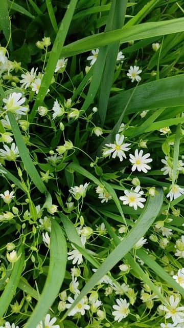 Цветение ясколки смотреть онлайн