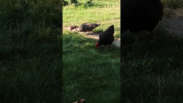 Куры завалили яйцами 😯 смотреть онлайн