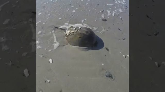 Cold weather ride on #Brigantine beach смотреть онлайн