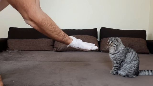 Do Cats Like Being Petted With Gloves? смотреть онлайн