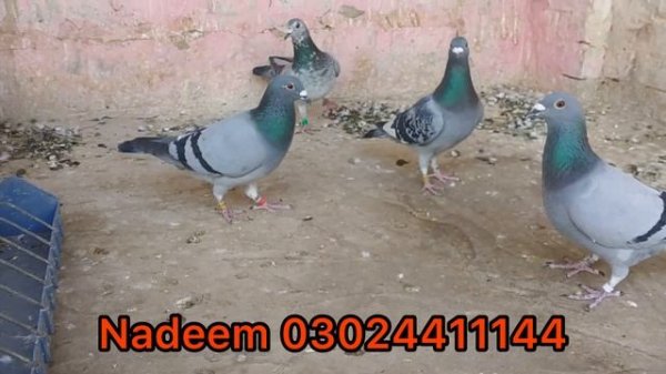 Racing Pigeons Race 230 KM | MN Loft | RYK RPC