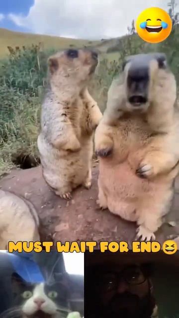 cute Marmot compilation #short смотреть онлайн