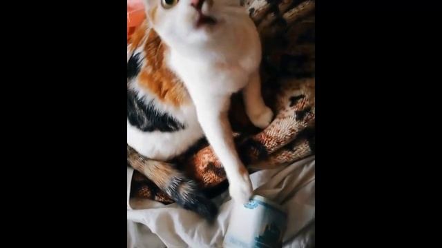 Сами с усами | Подборка смешных видео #004 смотреть онлайн