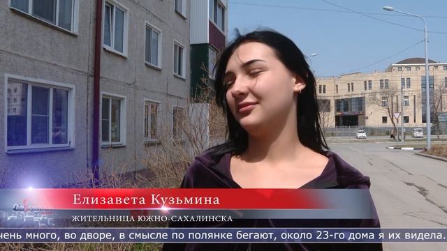 26.04.2024 Жители спального района Южно-Сахалинска жалуются на нашествие крыс смотреть онлайн