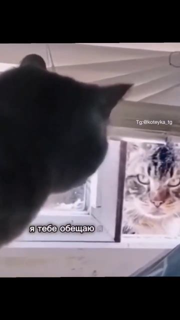 Разговор двух котов #shorts #short #cat #language смотреть онлайн