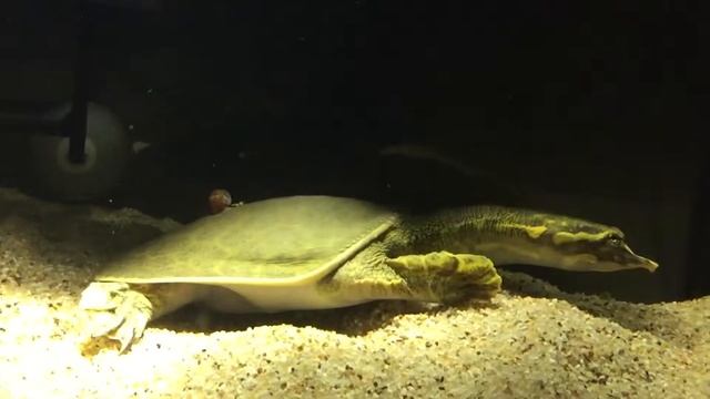 Apalone ferox смотреть онлайн