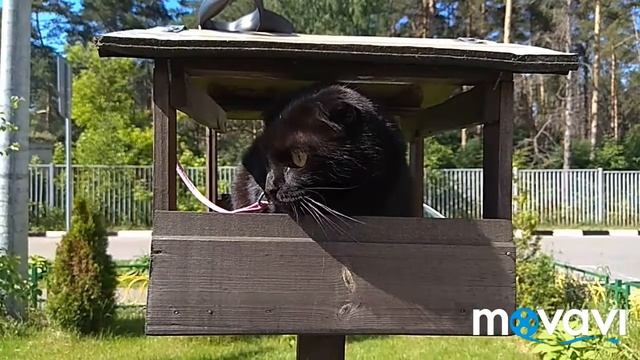 Реакция кошки... 😼 смотреть онлайн