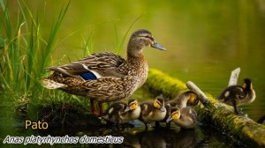 Sons de animais 4K Ultra HD