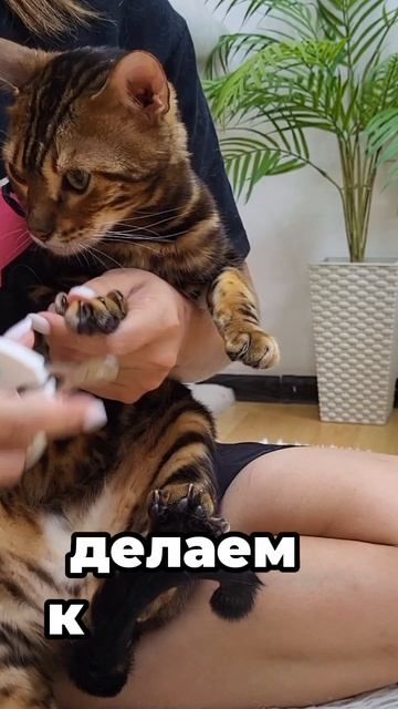 Когтетюр для котов. Будни котиков в котокафе #котокафе #кот #котики #cat #калининград смотреть онлайн