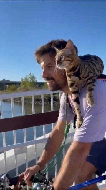 Top Amazing Facts About Bengal Cats смотреть онлайн