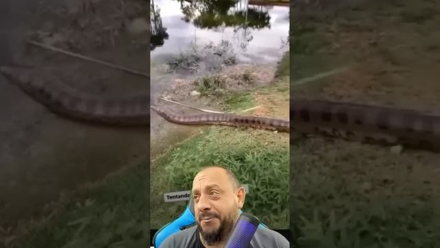 Sucuri de 6 metros medida na trena #animais #biólogohenrique #serpentes смотреть онлайн