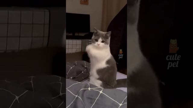 ПРИКОЛЫ С КОТАМИ 81 СЕКУНДА СМЕХА 2023 смотреть онлайн