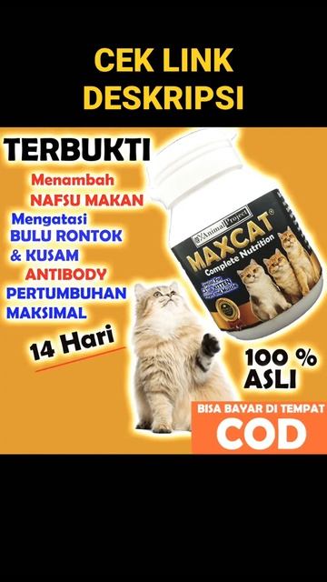 VITAMIN FOR CAT ‼️ смотреть онлайн