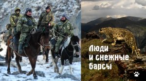 Люди и снежные барсы. Охотники помогают изучать и сохранять снежного барса в горах Алтая (Сибирь)