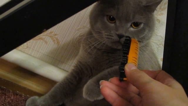 Кот и пластмассовая гусеница смотреть онлайн