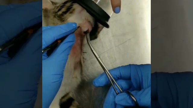 Removing a botfly from a kitten's neck смотреть онлайн