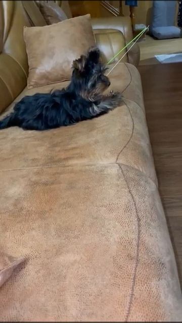 # Йорк Бадди смотрит мультфильм# смотреть онлайн