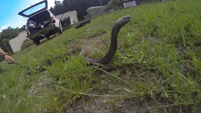 Cape cobra смотреть онлайн