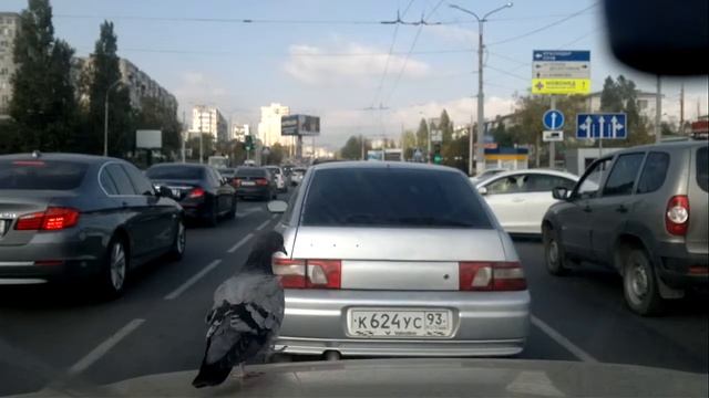 голубь экстримал смотреть онлайн