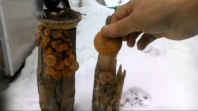 Грибы зимой смотреть онлайн