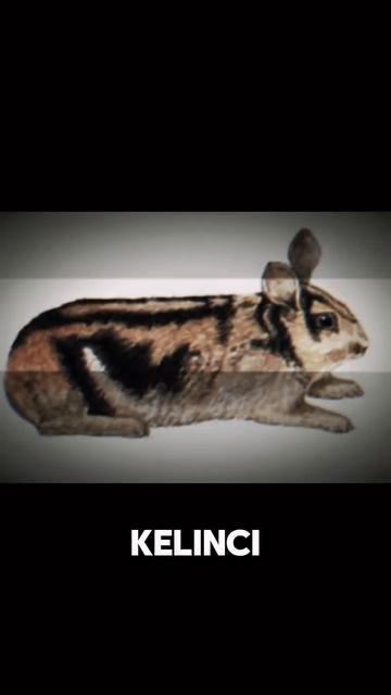 Kelinci Paling Langka di Dunia Ada di Indonesia #spesies #kelinci смотреть онлайн