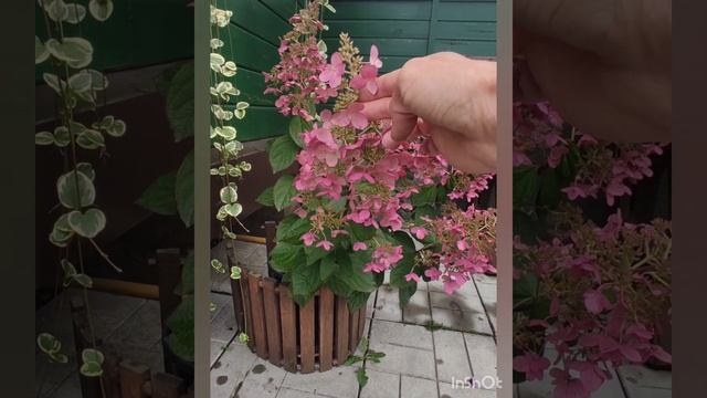 Гортензия Петит Лантерн/Petite Lantern и композиция из многолетних растений. Видео от 10.10.2024 г.